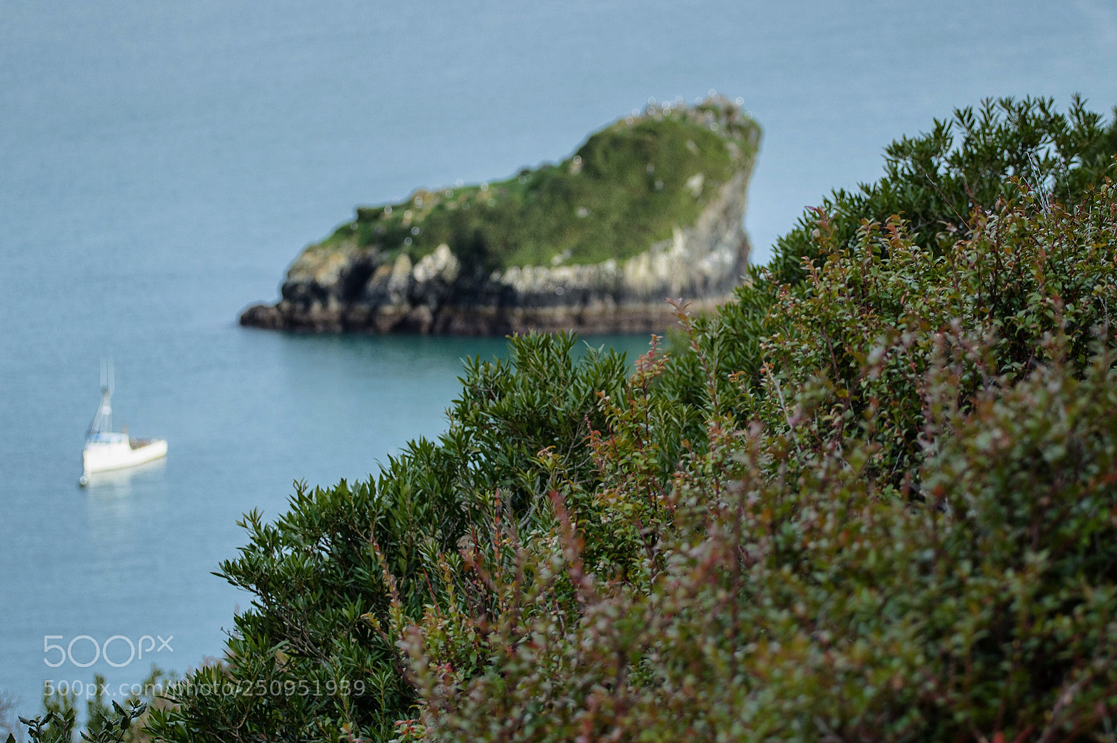 Canon EOS 7D Mark II sample photo. Seaside foliage photography