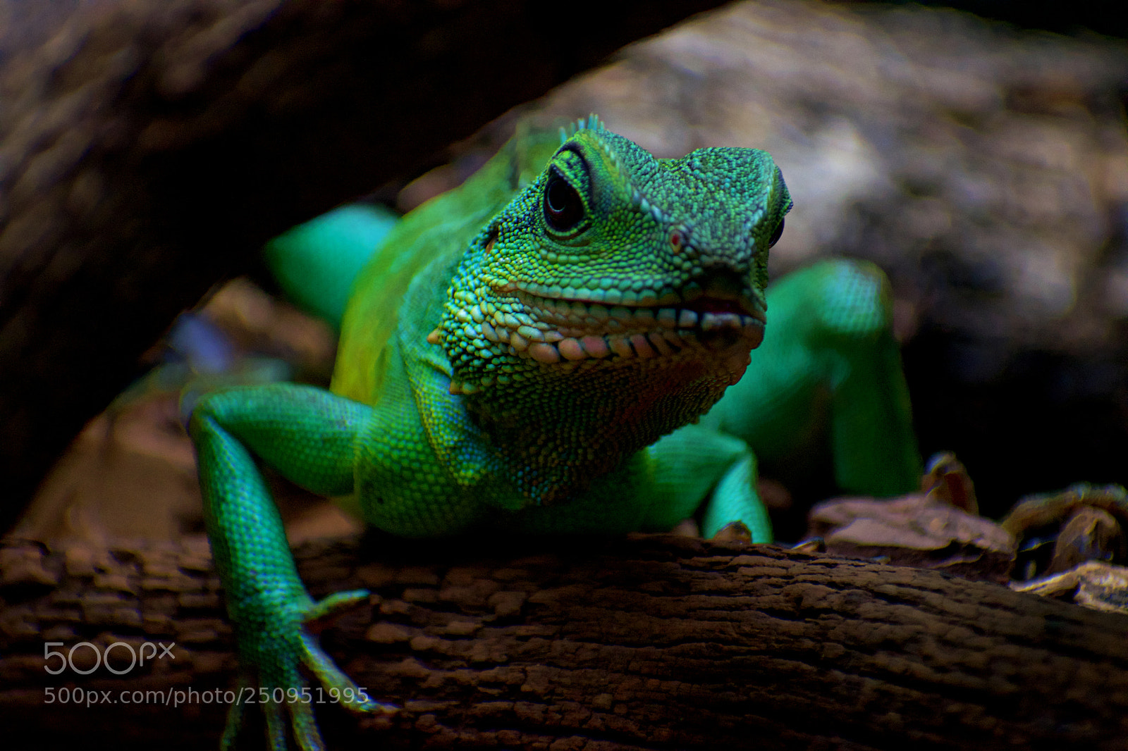 Nikon D3300 sample photo. What's up dude? photography