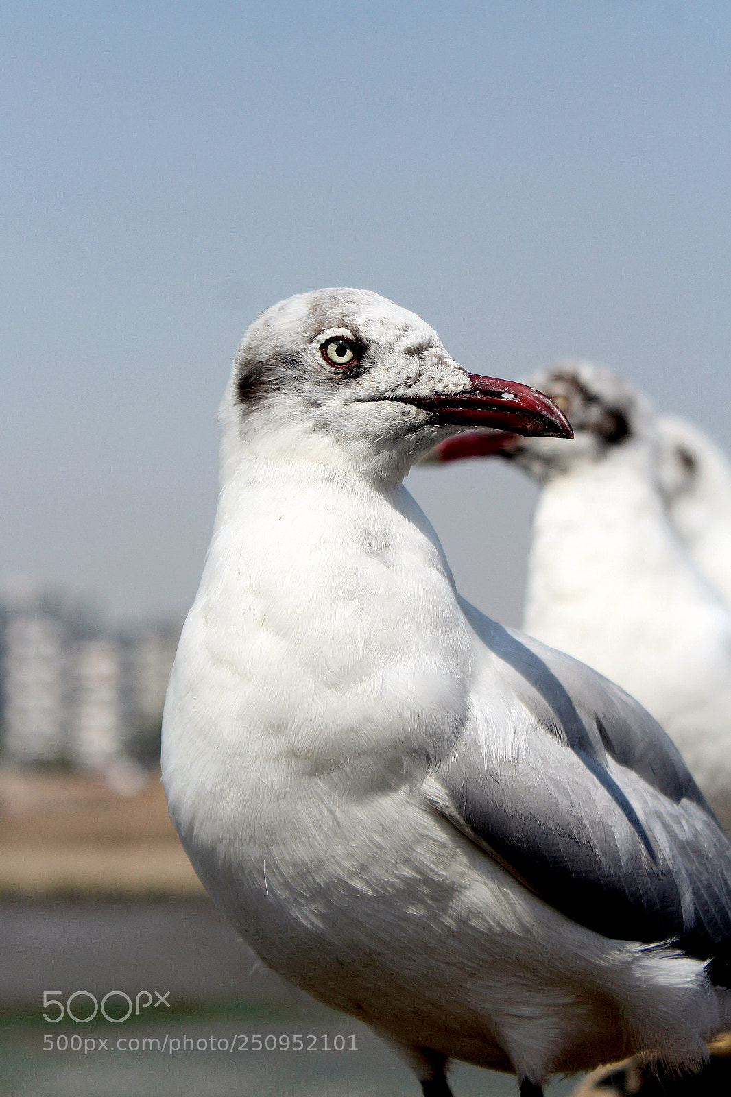 Canon EOS 1200D (EOS Rebel T5 / EOS Kiss X70 / EOS Hi) sample photo. That aggression. !! photography