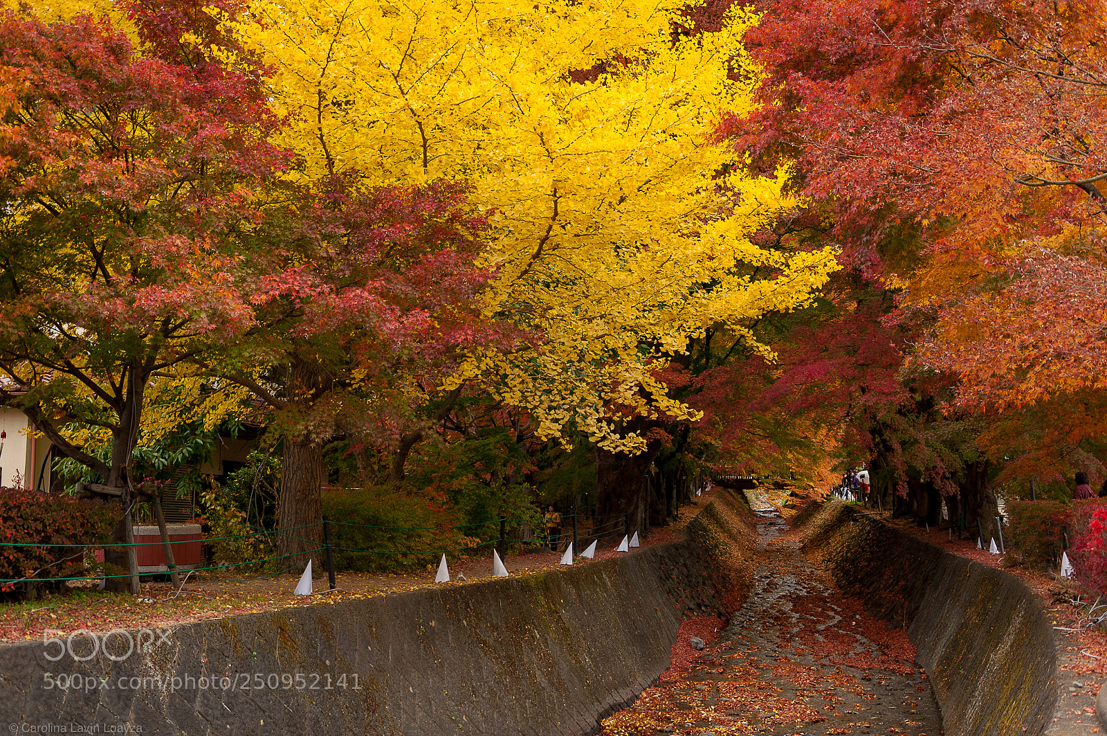 Nikon D90 sample photo. Maple corridor at autumn photography