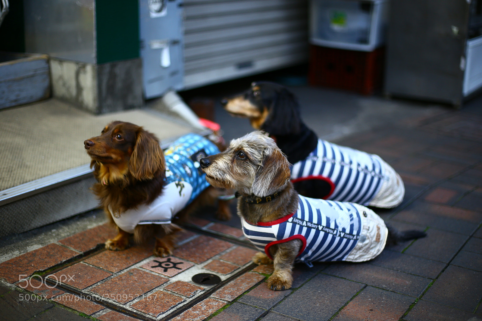 Canon EOS 6D + Canon EF 50mm F1.8 STM sample photo. Hotdogs photography