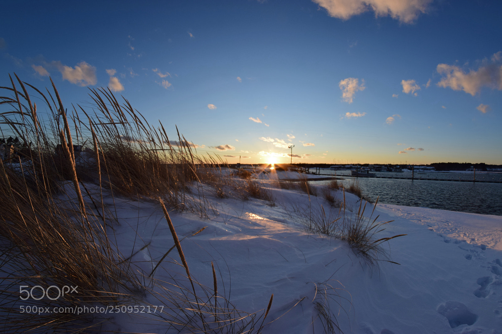Nikon D5300 sample photo. Snow weeds photography