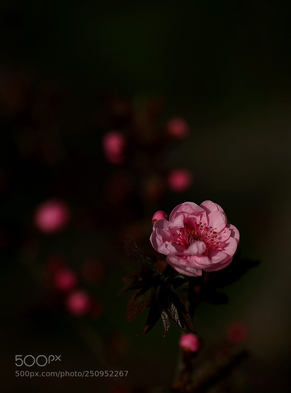 Sony a99 II sample photo. 桃花初绽 photography