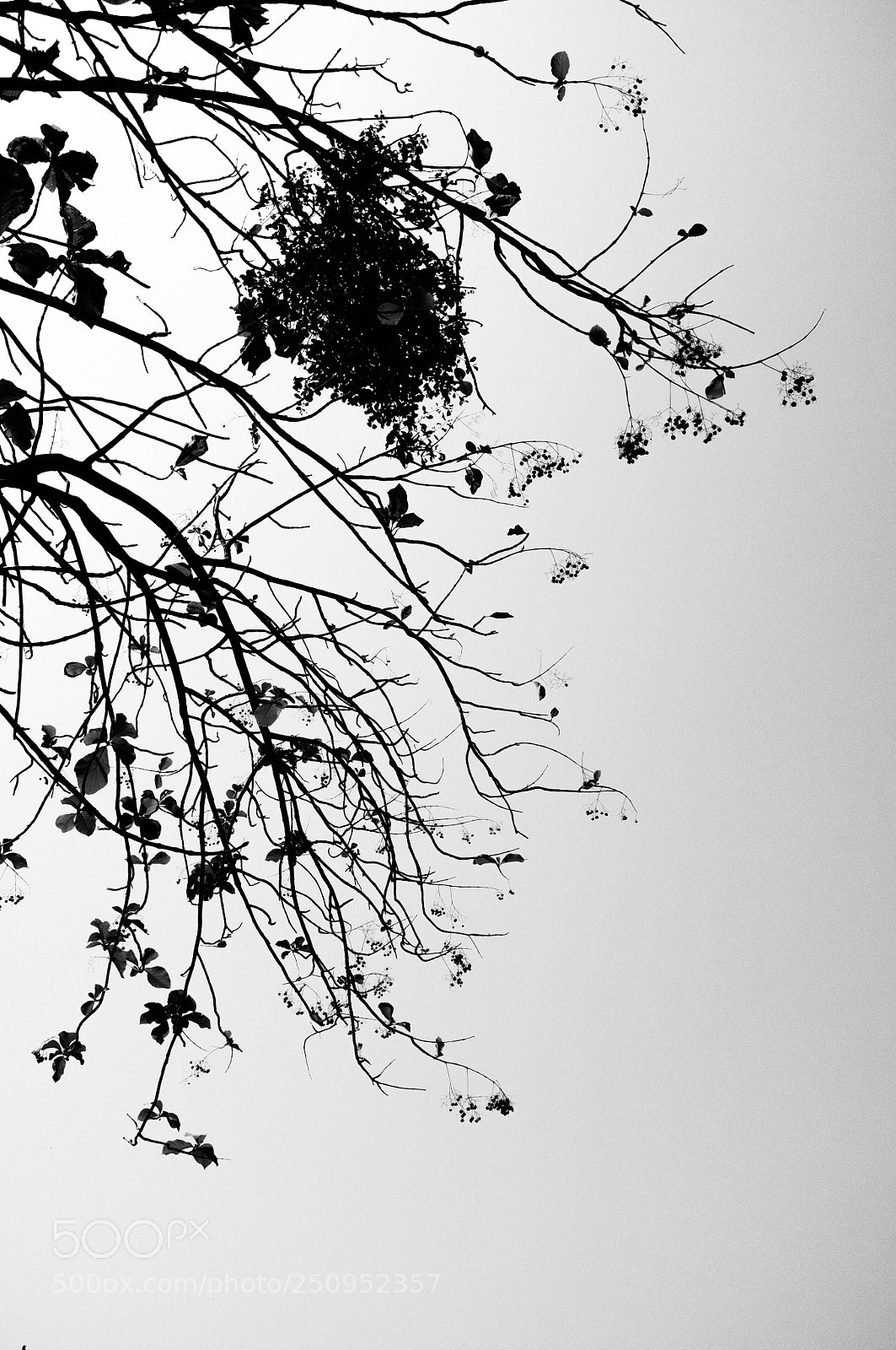 Fujifilm FinePix X100 sample photo. Leaves photography
