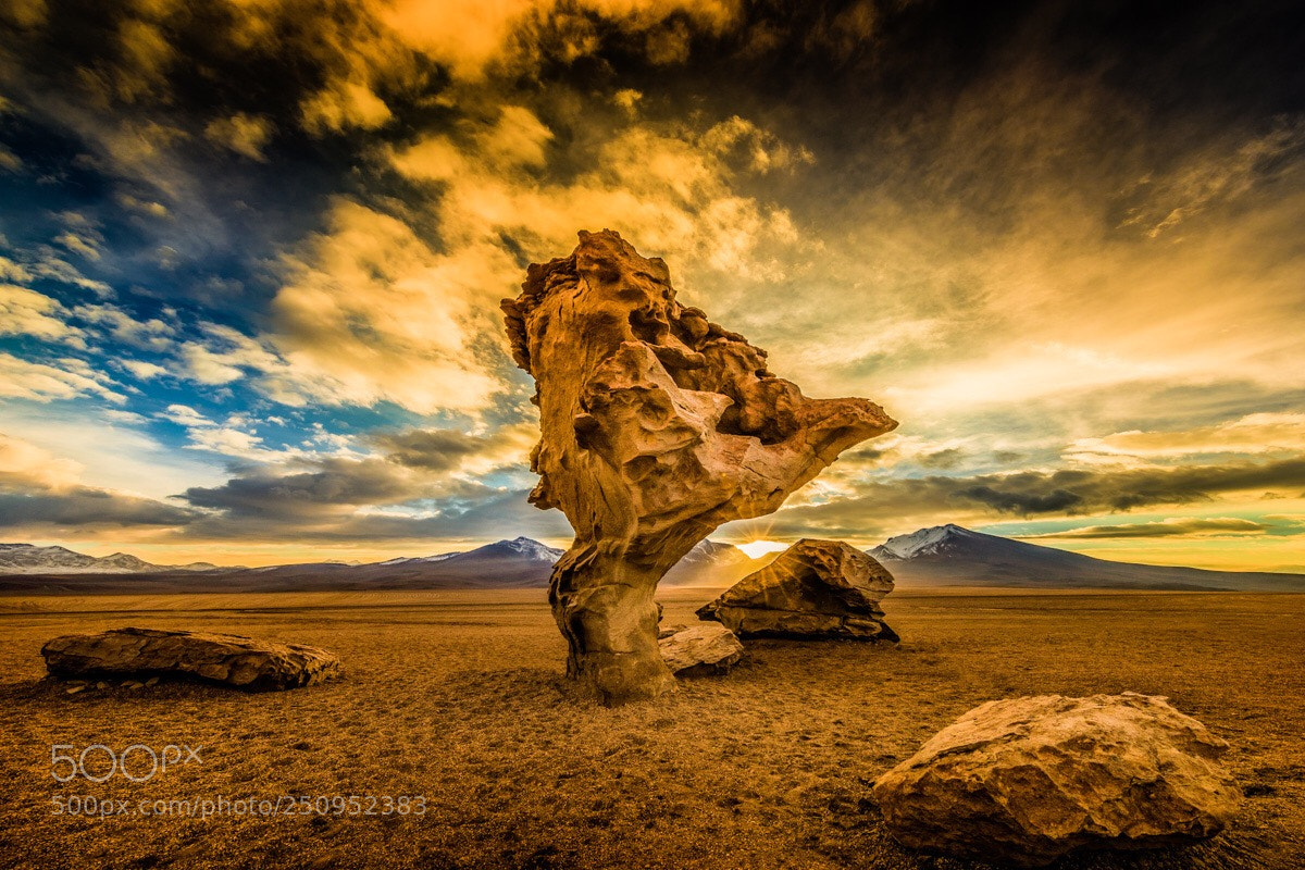 Canon EOS-1D X Mark II sample photo. Tree rock photography