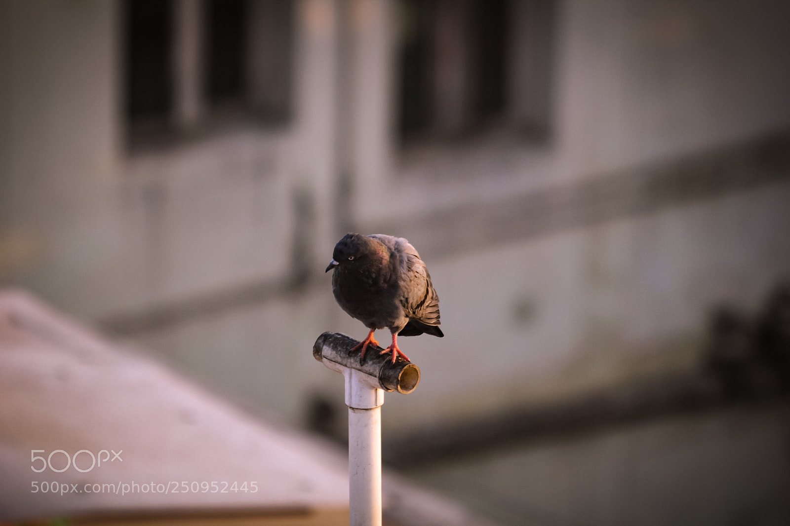 Canon EOS 550D (EOS Rebel T2i / EOS Kiss X4) sample photo. Birds photography