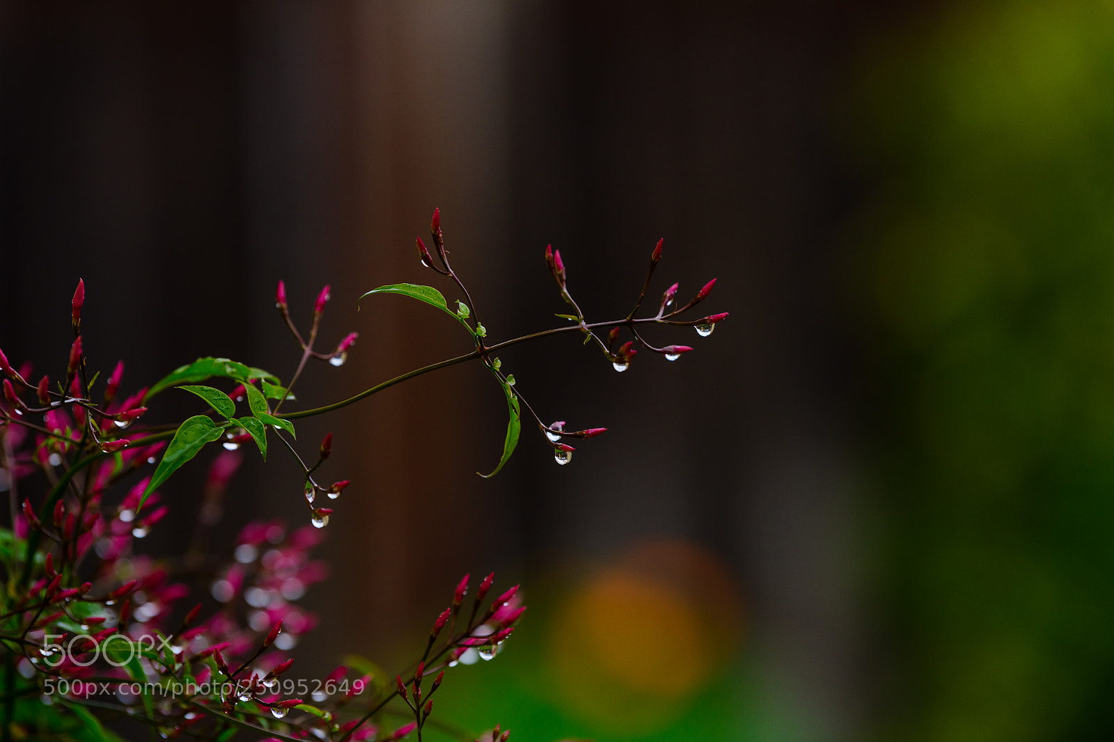Nikon D850 sample photo. Springtime! photography