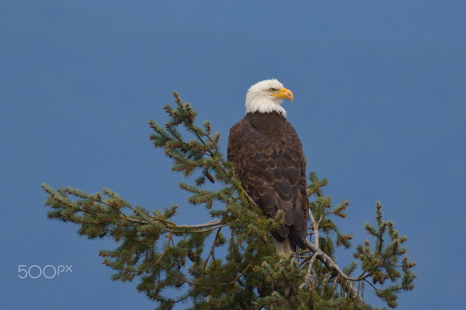 Nikon AF-S Nikkor 200-500mm F5.6E ED VR sample photo. Skinner butte eagle - female photography