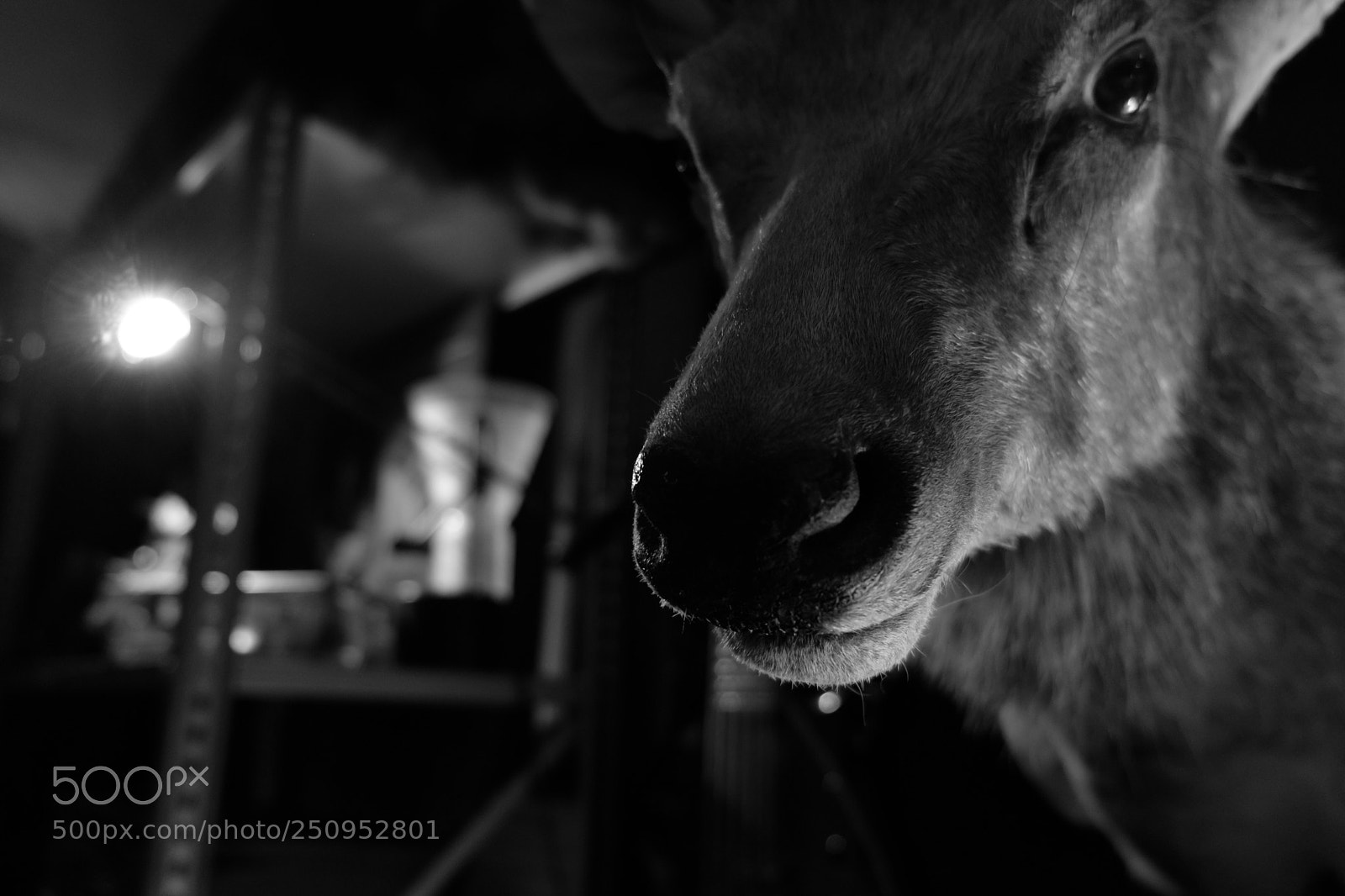 Fujifilm X-T2 sample photo. Savant, nashville  photography