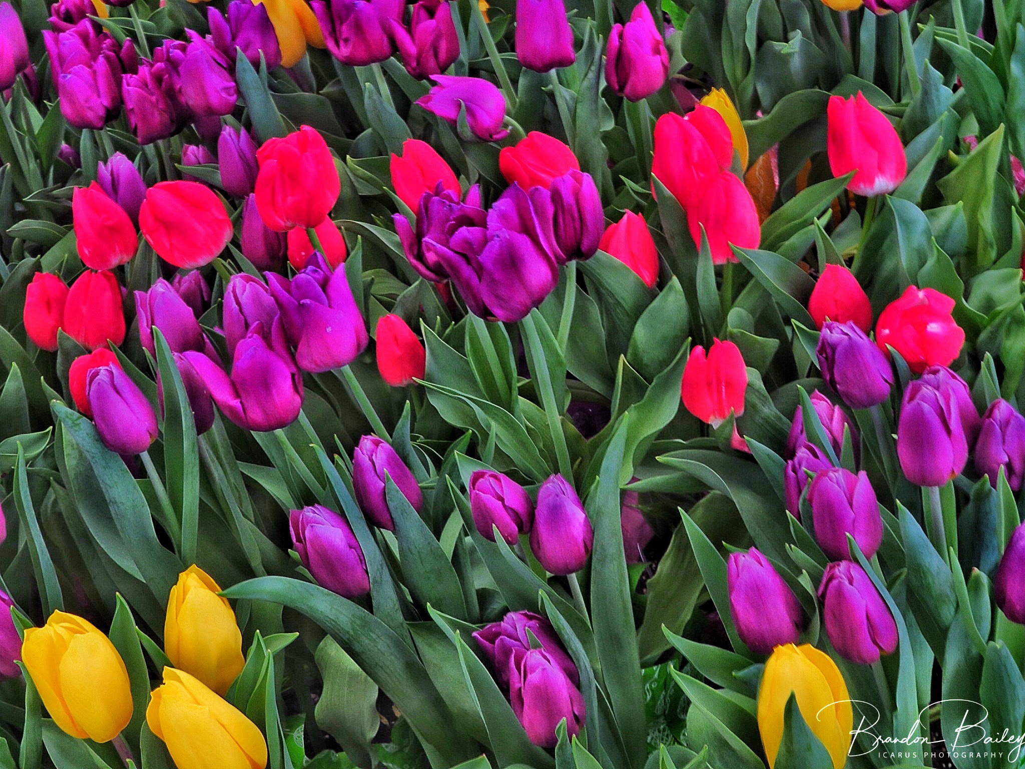 Canon PowerShot SX730 HS sample photo. Easter patterns photography