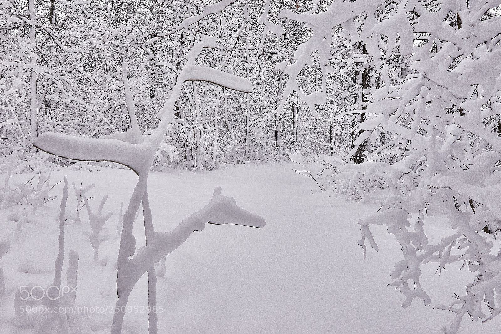 Nikon D610 sample photo. New snow in march photography