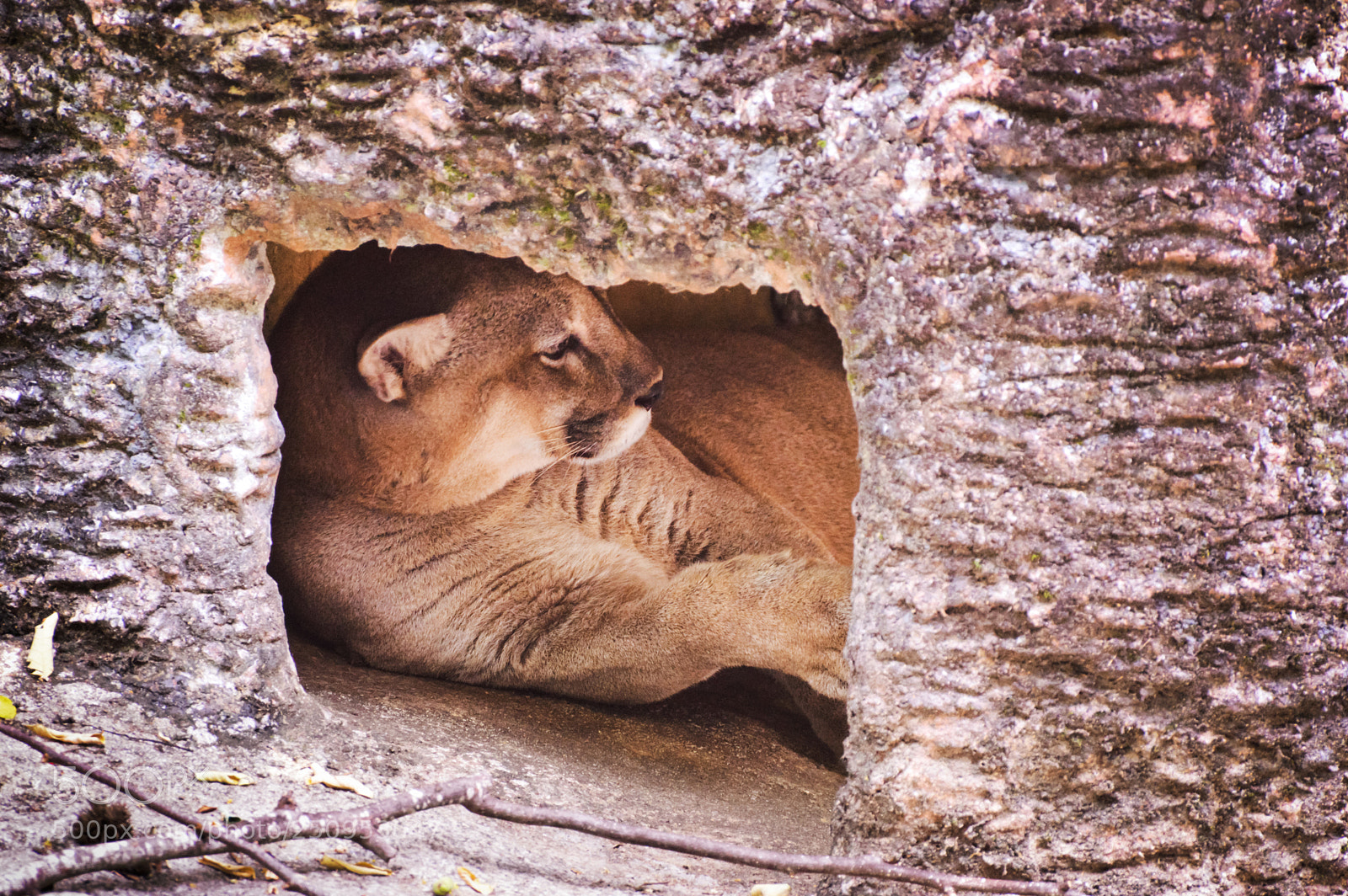 Nikon D3200 sample photo. Puma inside photography