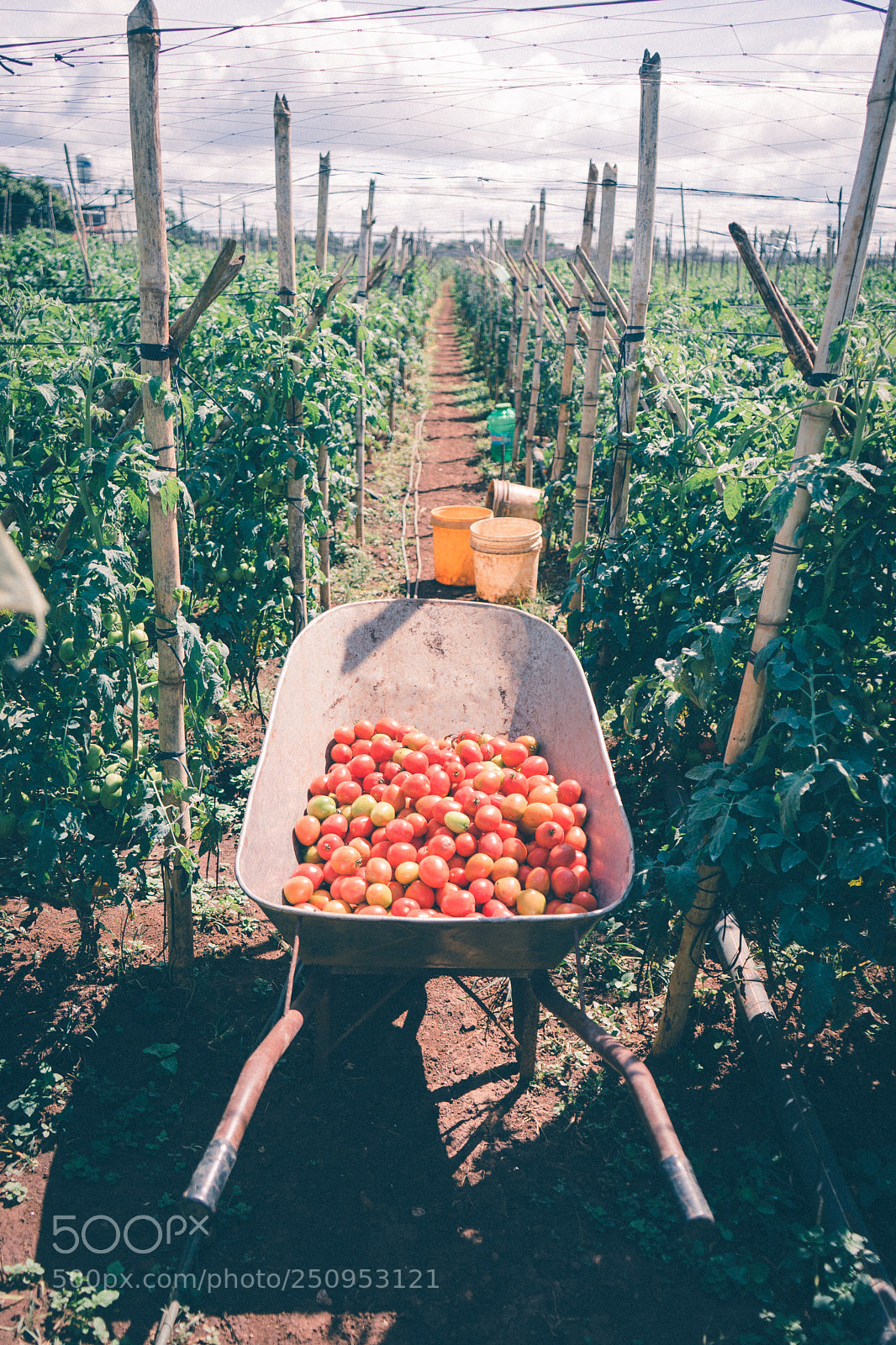 Sony a7 sample photo. Tomato photography