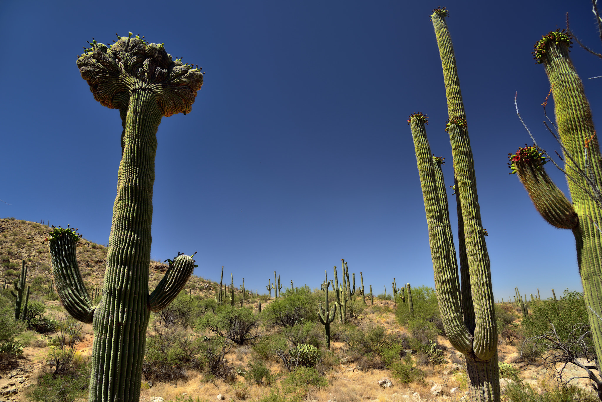 Nikon D800E + Nikon AF-S Nikkor 24-120mm F4G ED VR sample photo. A wide angle view with a crested and other saguaro cactus photography