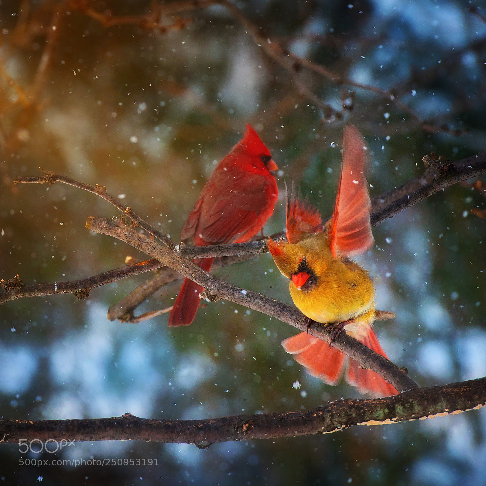 Nikon D810 sample photo. Taking flight photography