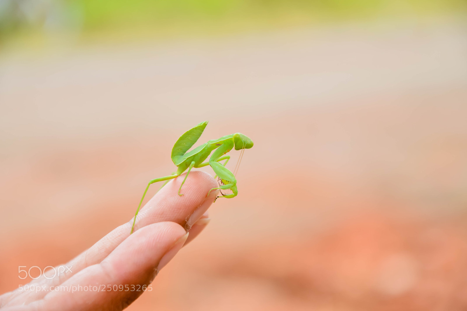 Nikon D3200 sample photo. Green grasshopper photography