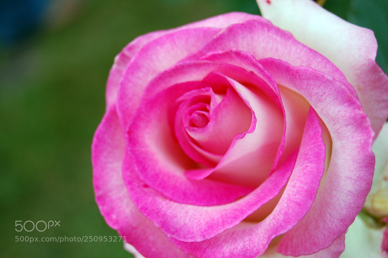 Nikon D40 sample photo. A blooming delight photography