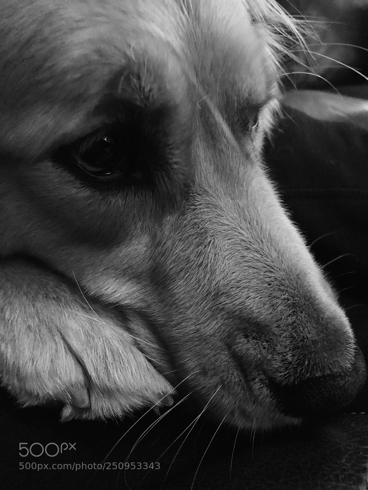 Apple iPhone X sample photo. Tired dog photography