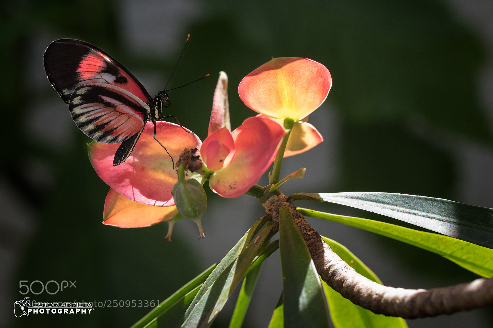 Canon EOS 5DS R sample photo. Heliconius melpomene photography