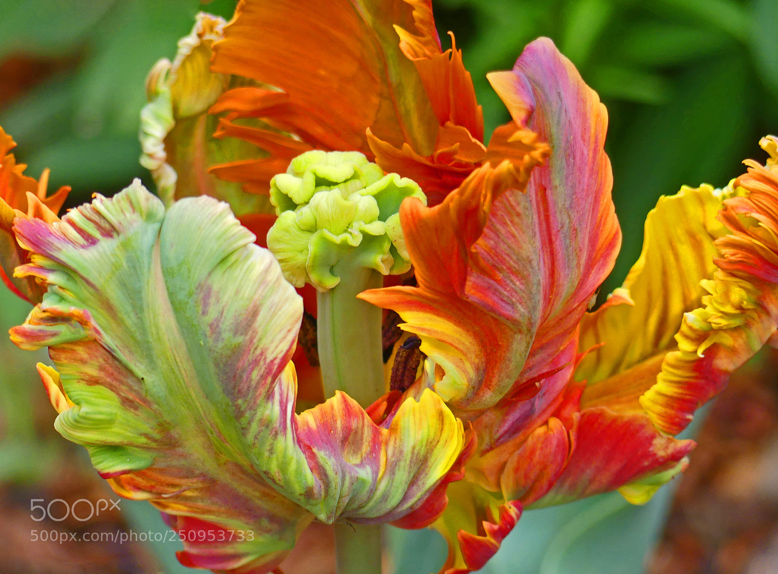 Panasonic Lumix DMC-FZ300 sample photo. Parrot tulip 2 photography