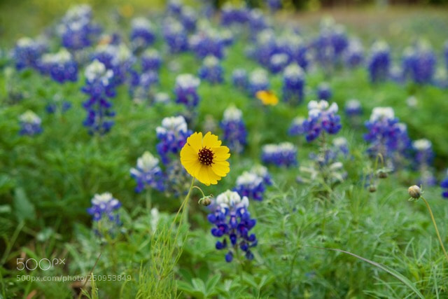 Fujifilm X-T2 sample photo. Untitled photography
