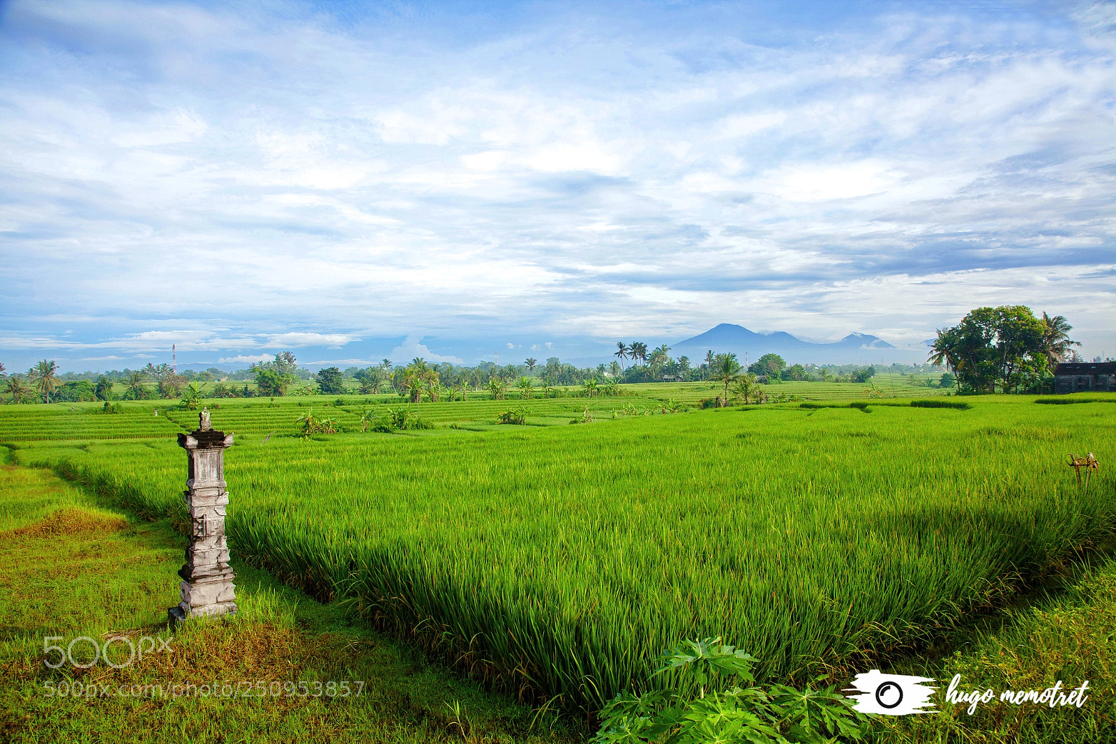 Canon EOS 5D Mark II sample photo. My rice field morning photography