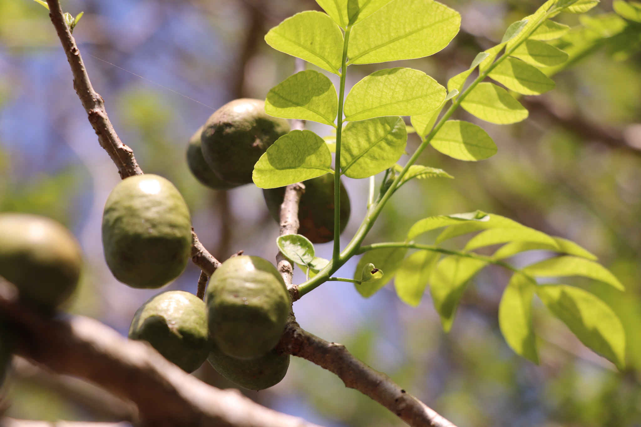 Canon EOS 77D (EOS 9000D / EOS 770D) sample photo. Delicious green plums photography