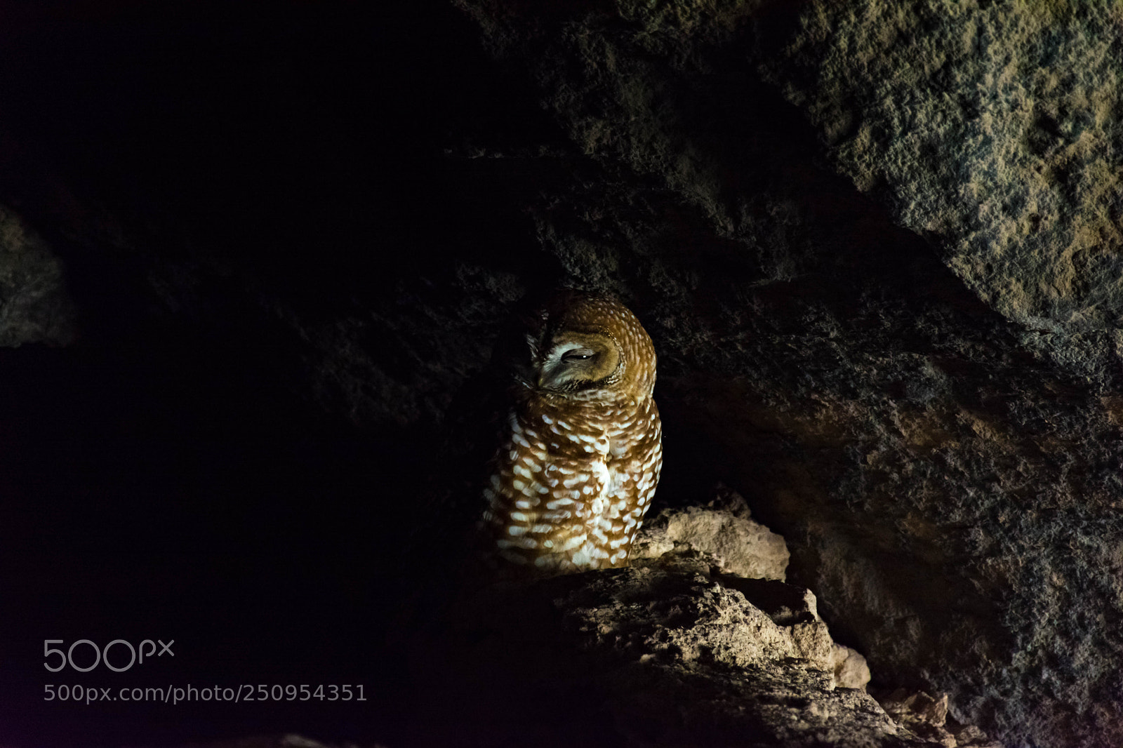 Nikon D7100 sample photo. Owl photography