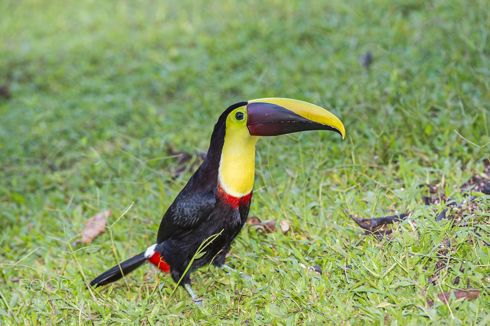 Nikon D4 sample photo. Black-mandibled toucan photography