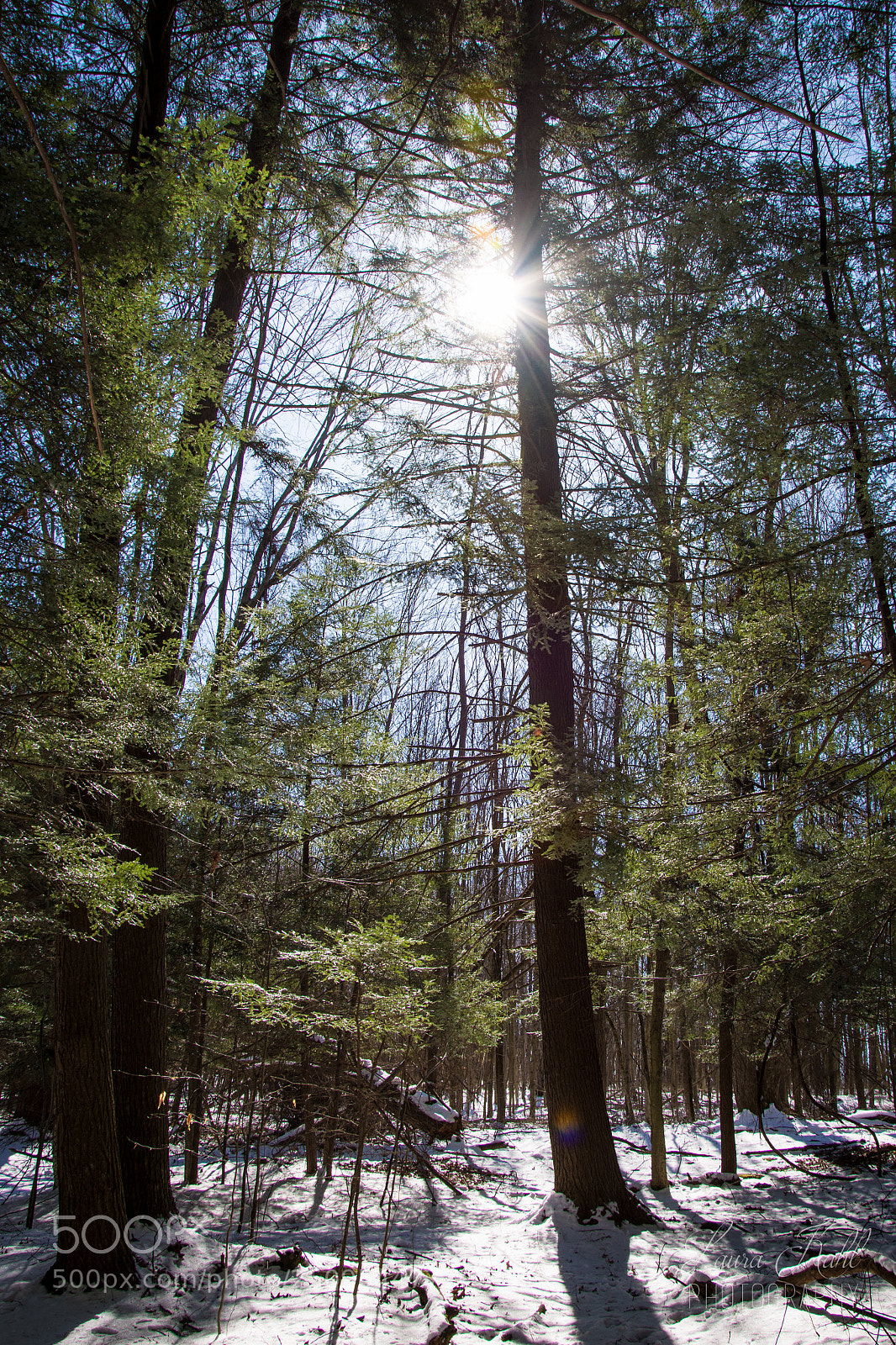 Nikon D7100 sample photo. Nature 001 photography