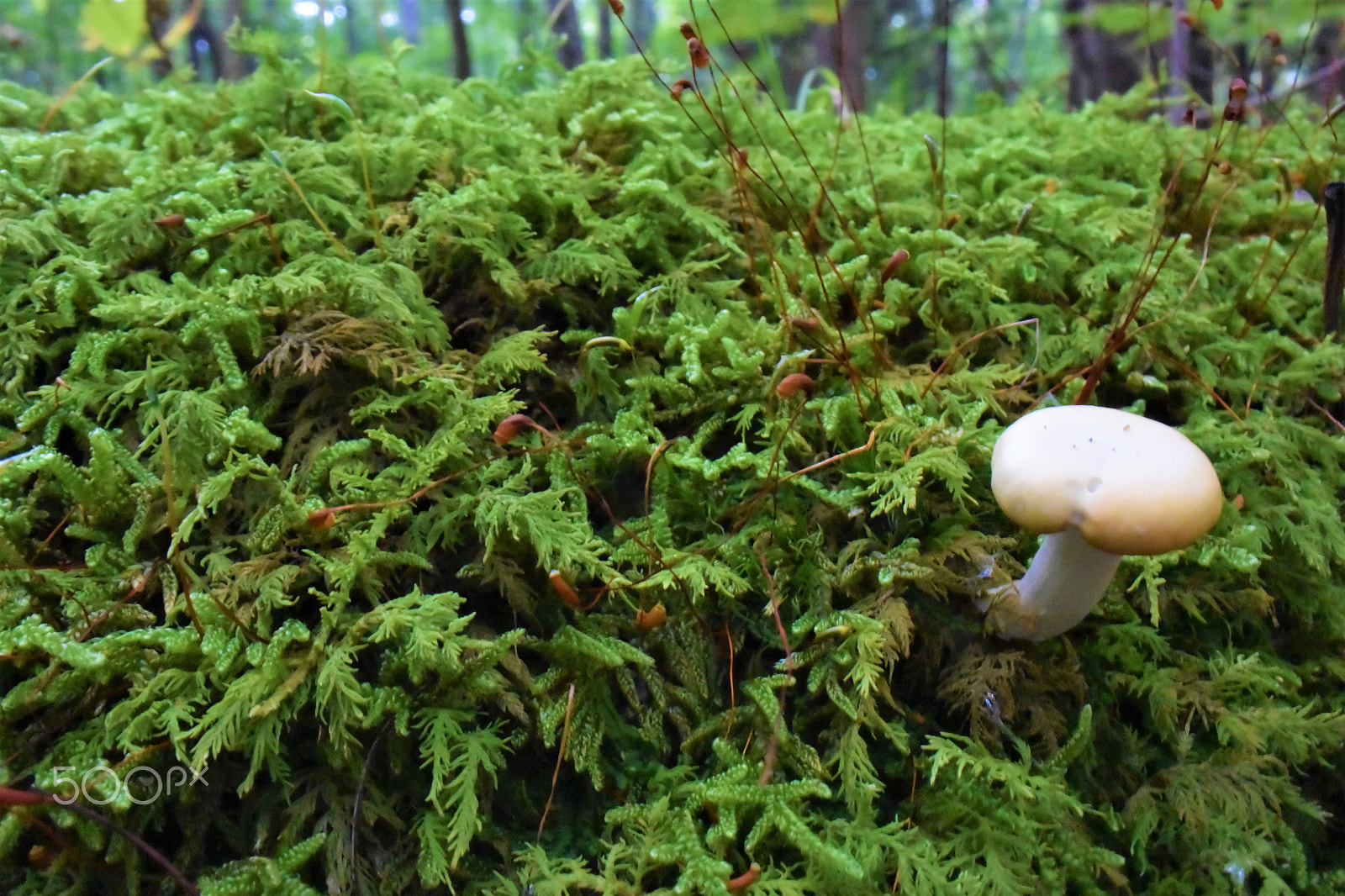 Nikon 1 J4 sample photo. Mushroom 4 photography
