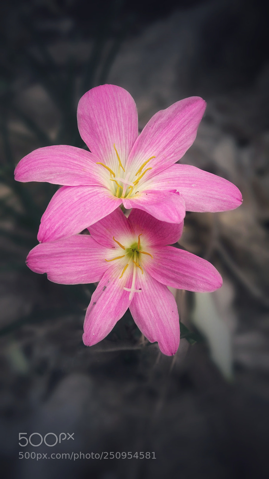 Sony Xperia X sample photo. Rain lily photography