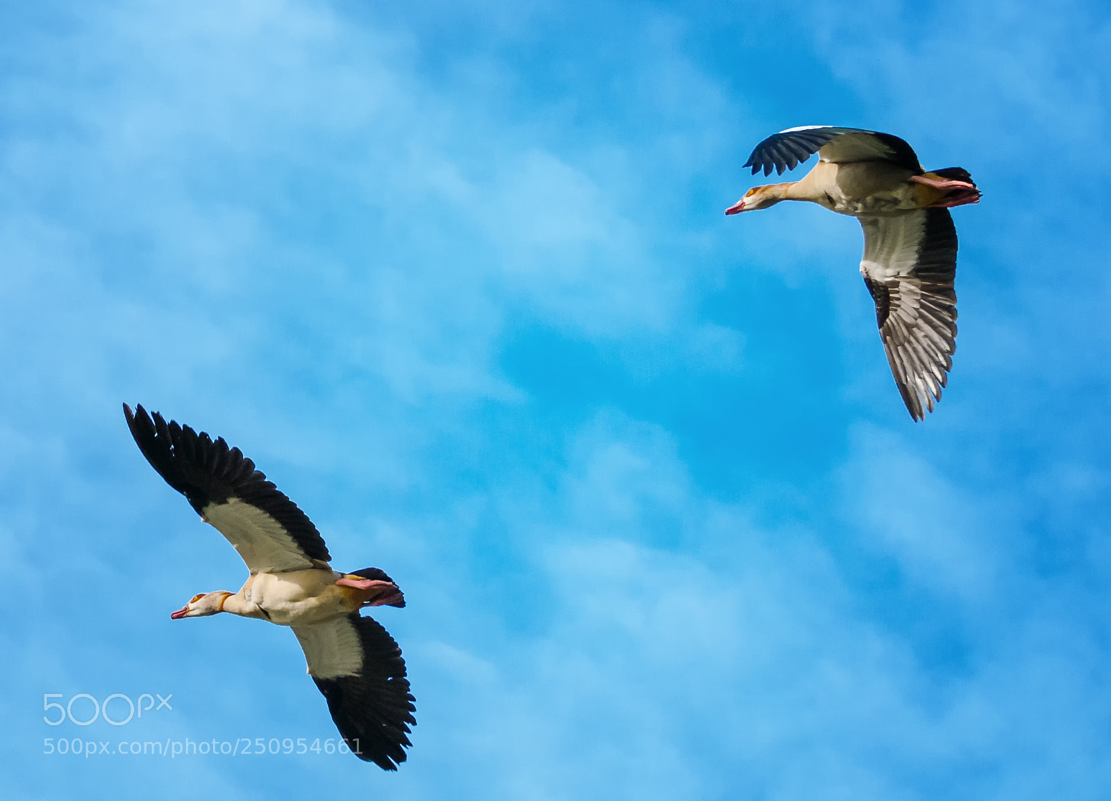 Nikon D300 sample photo. Tandem photography