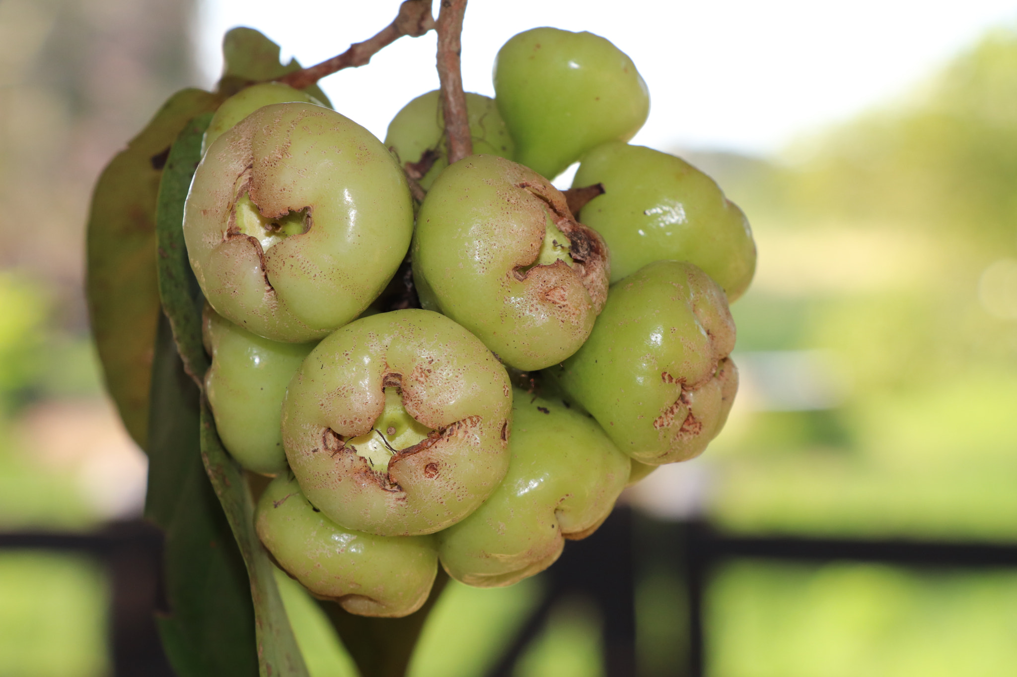 Canon EOS 77D (EOS 9000D / EOS 770D) sample photo. Small pears photography