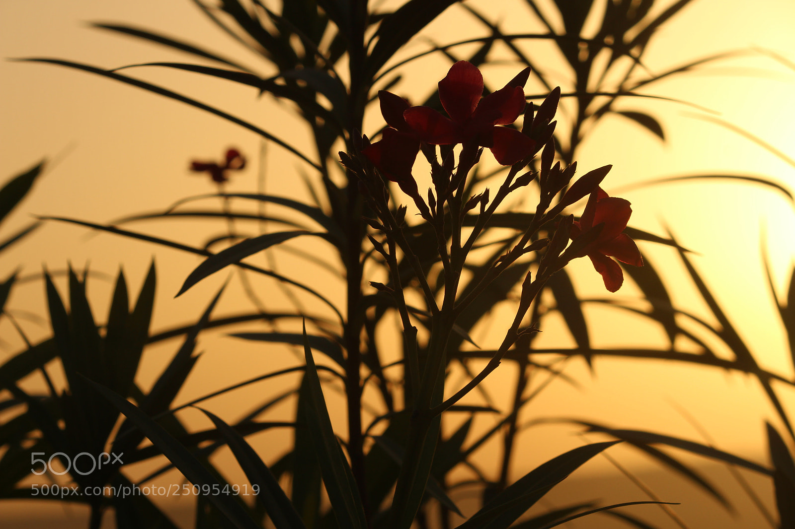 Canon EF-S 55-250mm F4-5.6 IS II sample photo. Untitled photography
