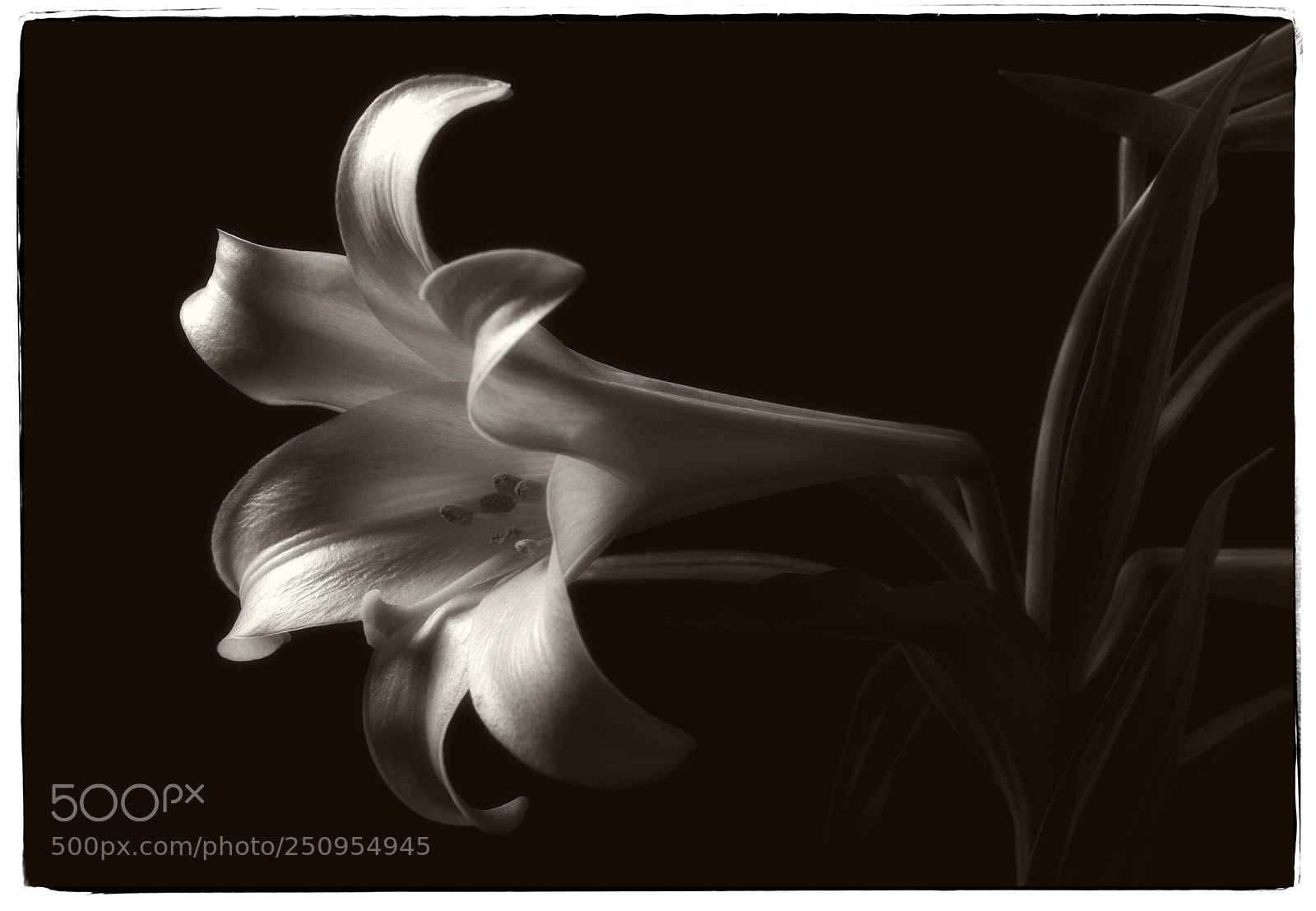 Canon EOS 7D sample photo. Easter lily  photography