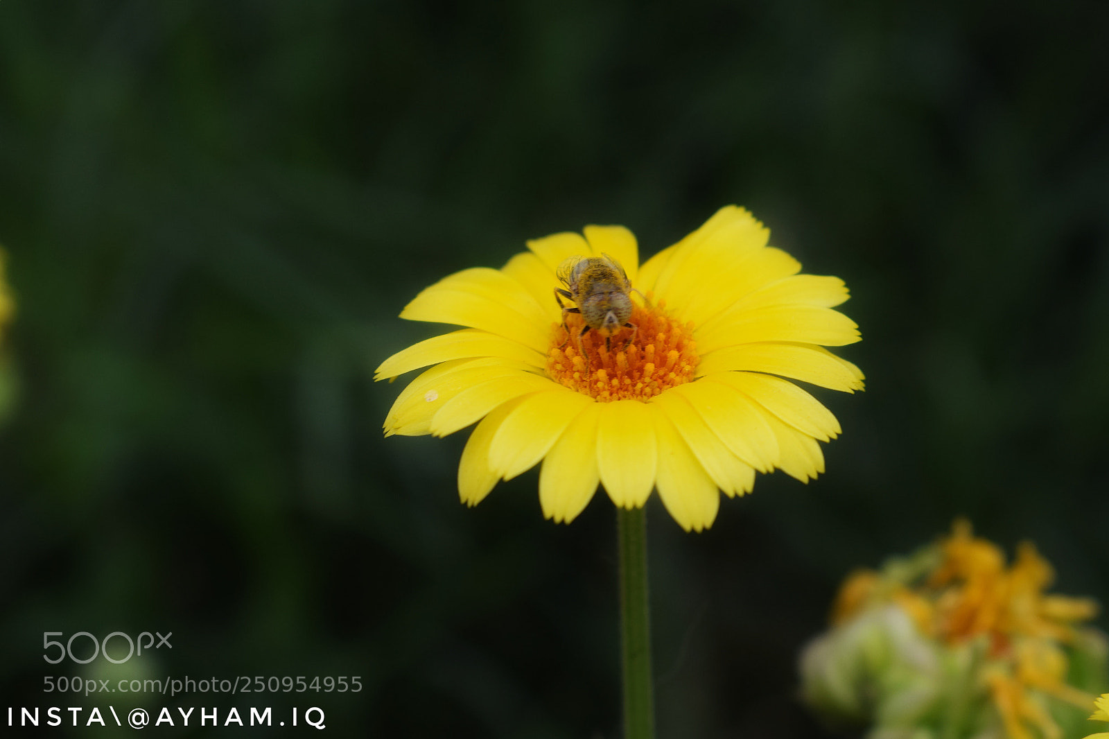 Nikon D3300 sample photo. Untitled photography