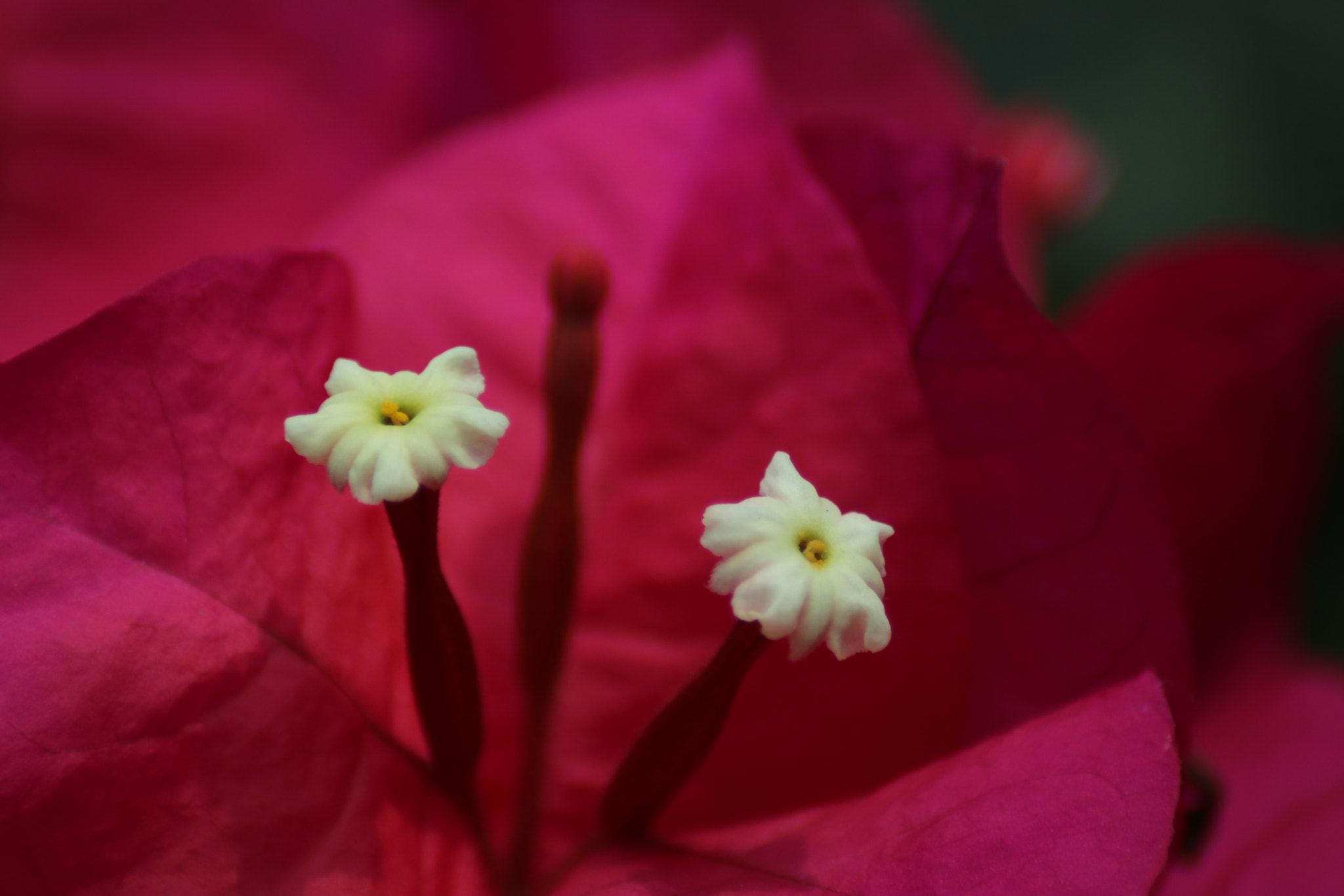 Canon EOS 77D (EOS 9000D / EOS 770D) sample photo. Pistils of veraneras photography