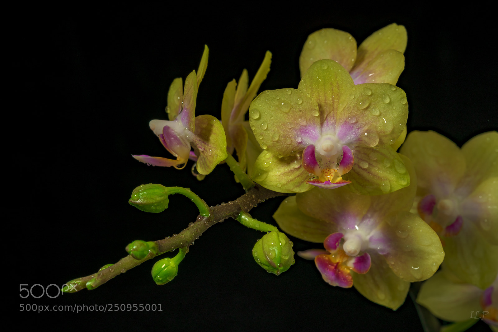 Sony a7R III sample photo. Yellow orchid v photography