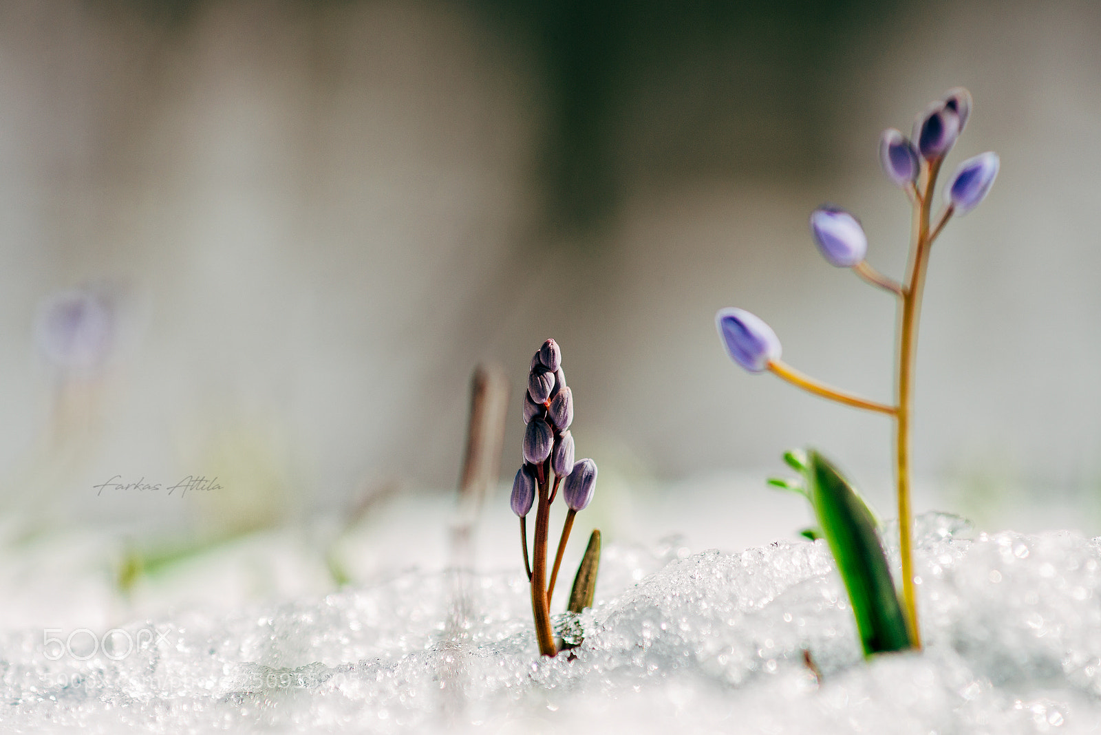 Nikon D7000 sample photo. Spring... photography