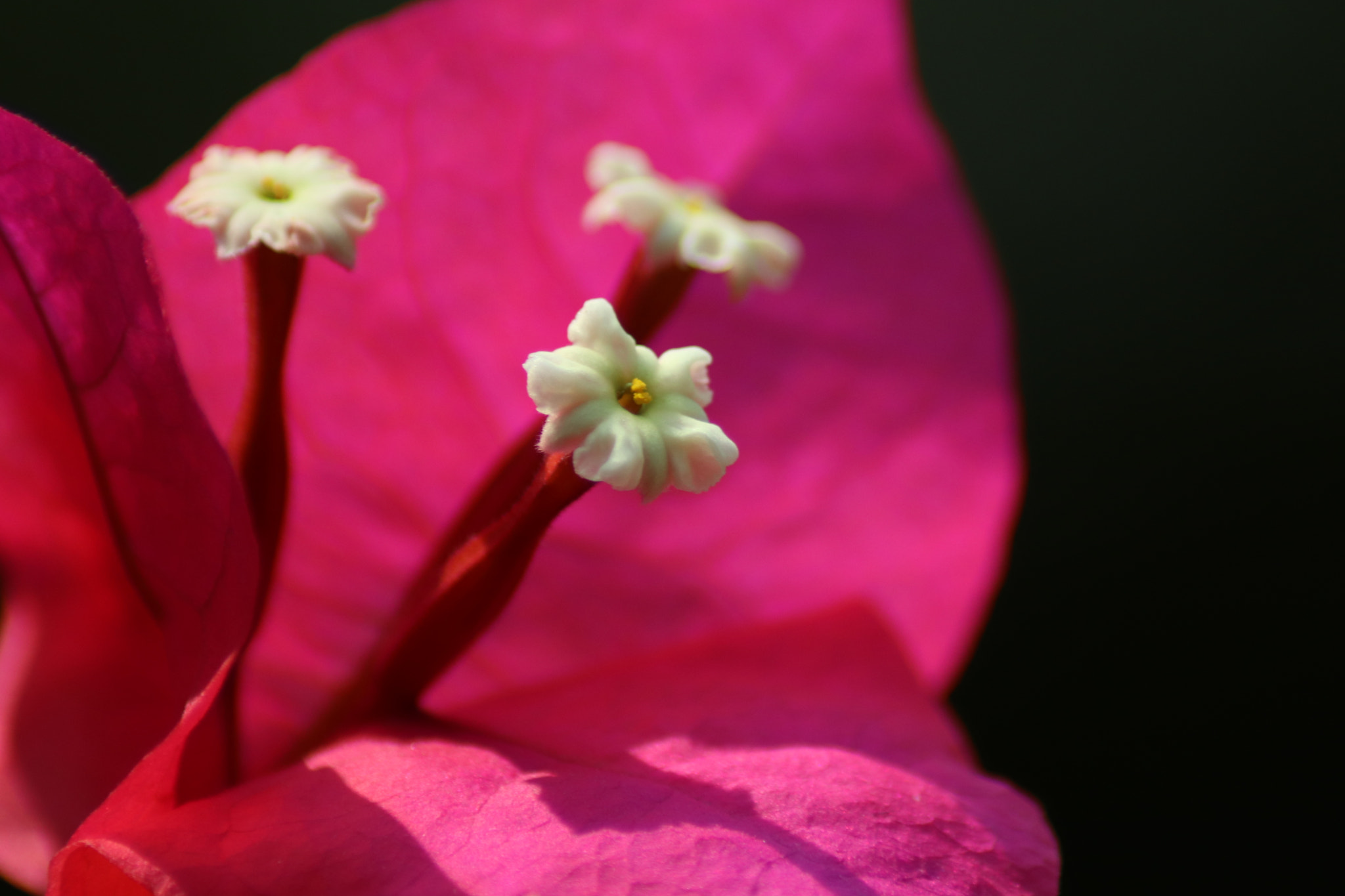 Canon EOS 77D (EOS 9000D / EOS 770D) sample photo. Three pistils of veraneras photography