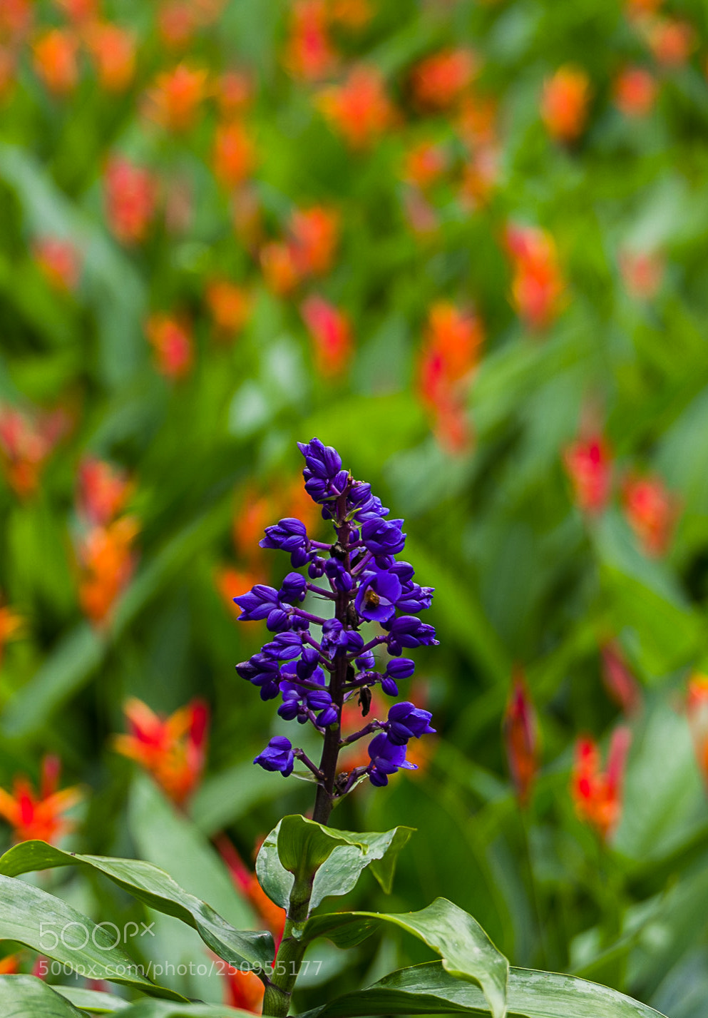 Leica SL (Typ 601) sample photo. Heavenly colorful photography
