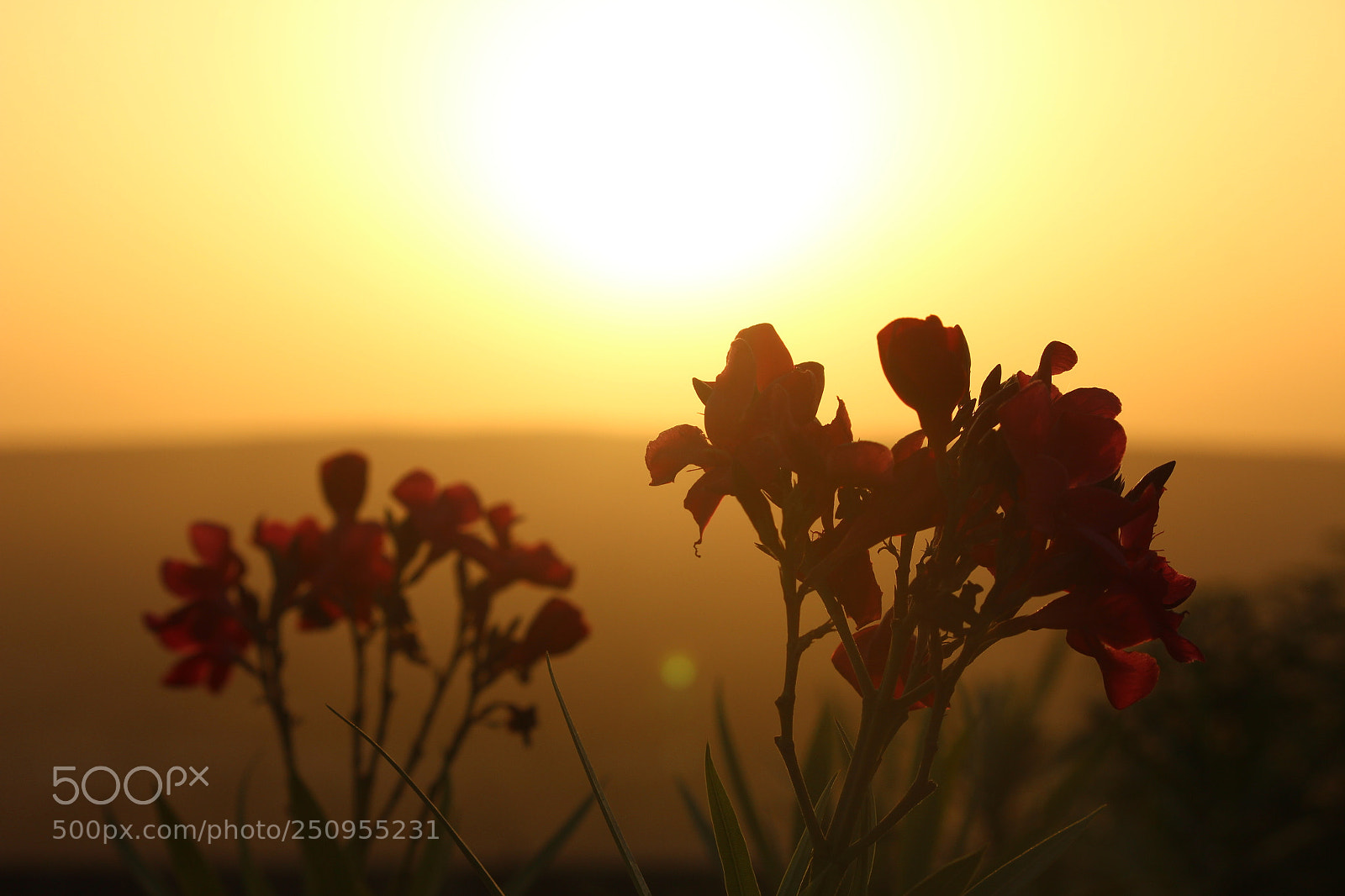 Canon EF-S 55-250mm F4-5.6 IS II sample photo. Untitled photography
