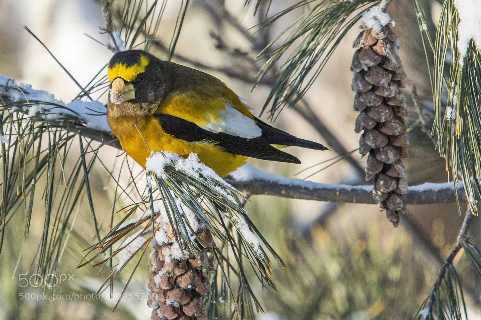 Nikon D500 sample photo. Evening grosbeak photography