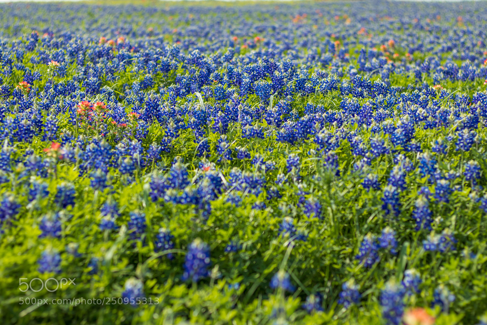 Canon EOS 80D sample photo. Bluebonnets photography
