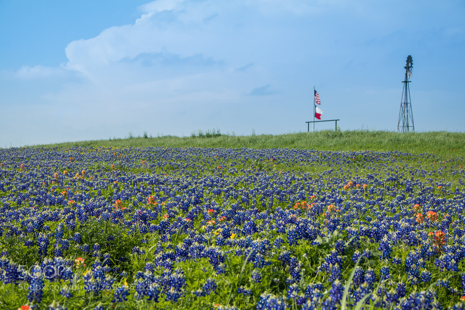 Canon EOS 80D sample photo. Bluebonnets photography