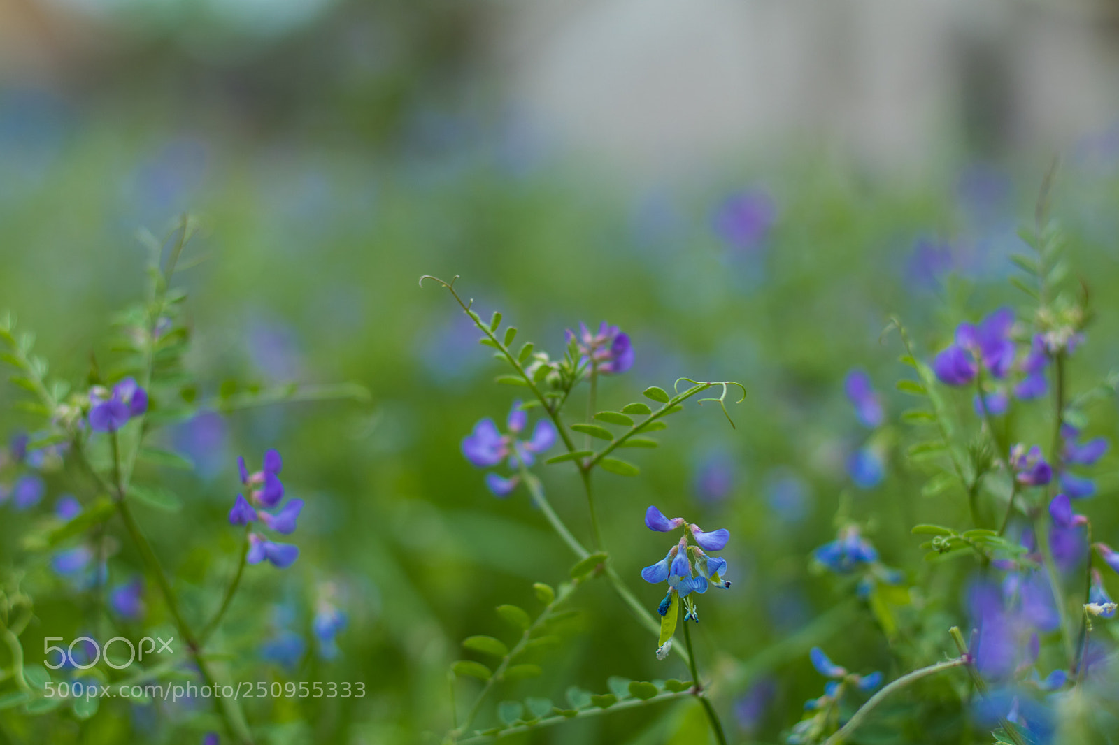 Canon EOS 80D sample photo. Wild flowers photography