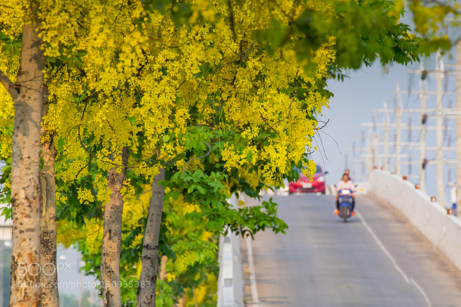 Nikon D5300 sample photo. Ellow flowers,cassia fistula flowers photography