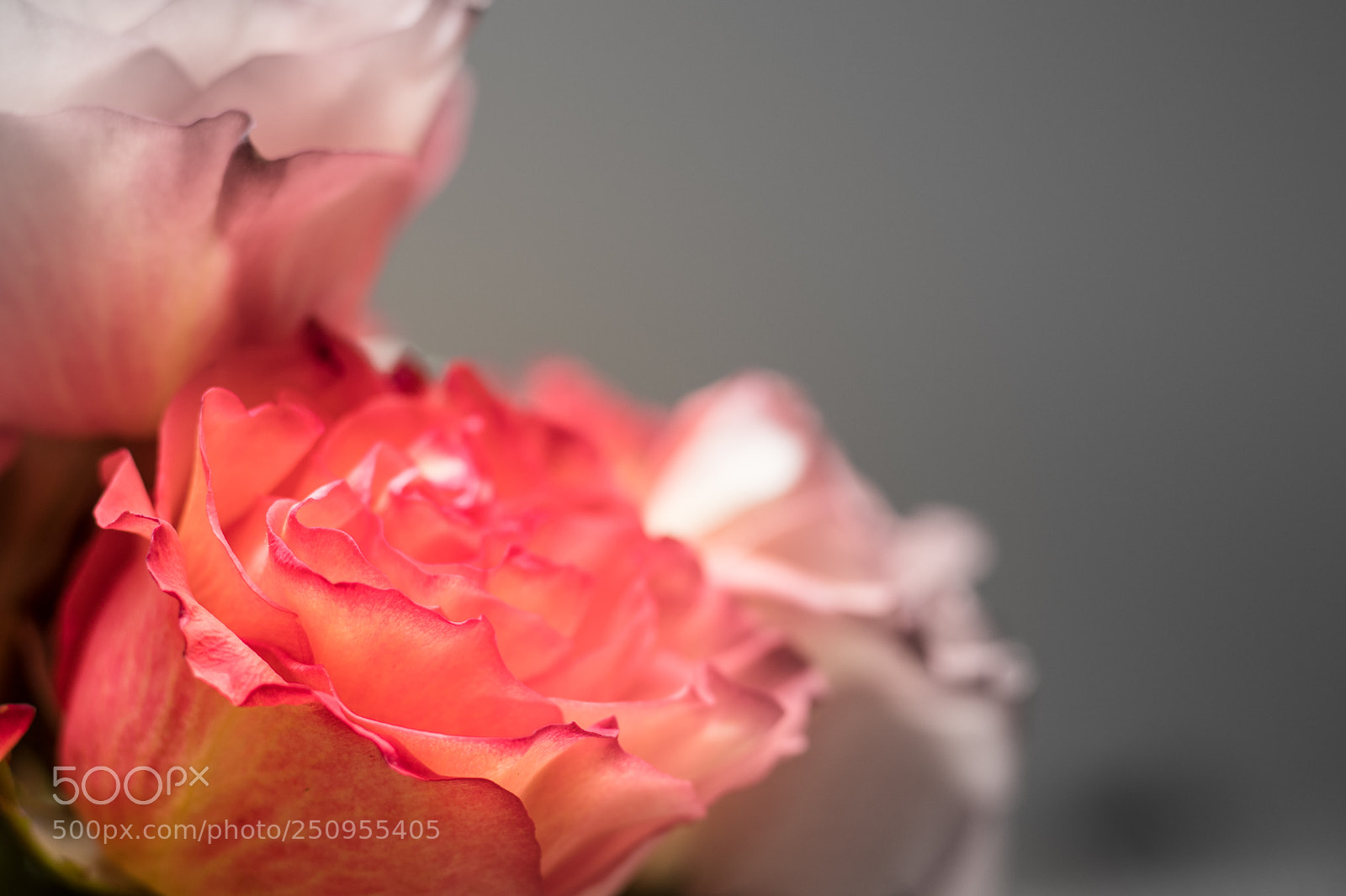 Canon EOS 80D sample photo. Fading color photography