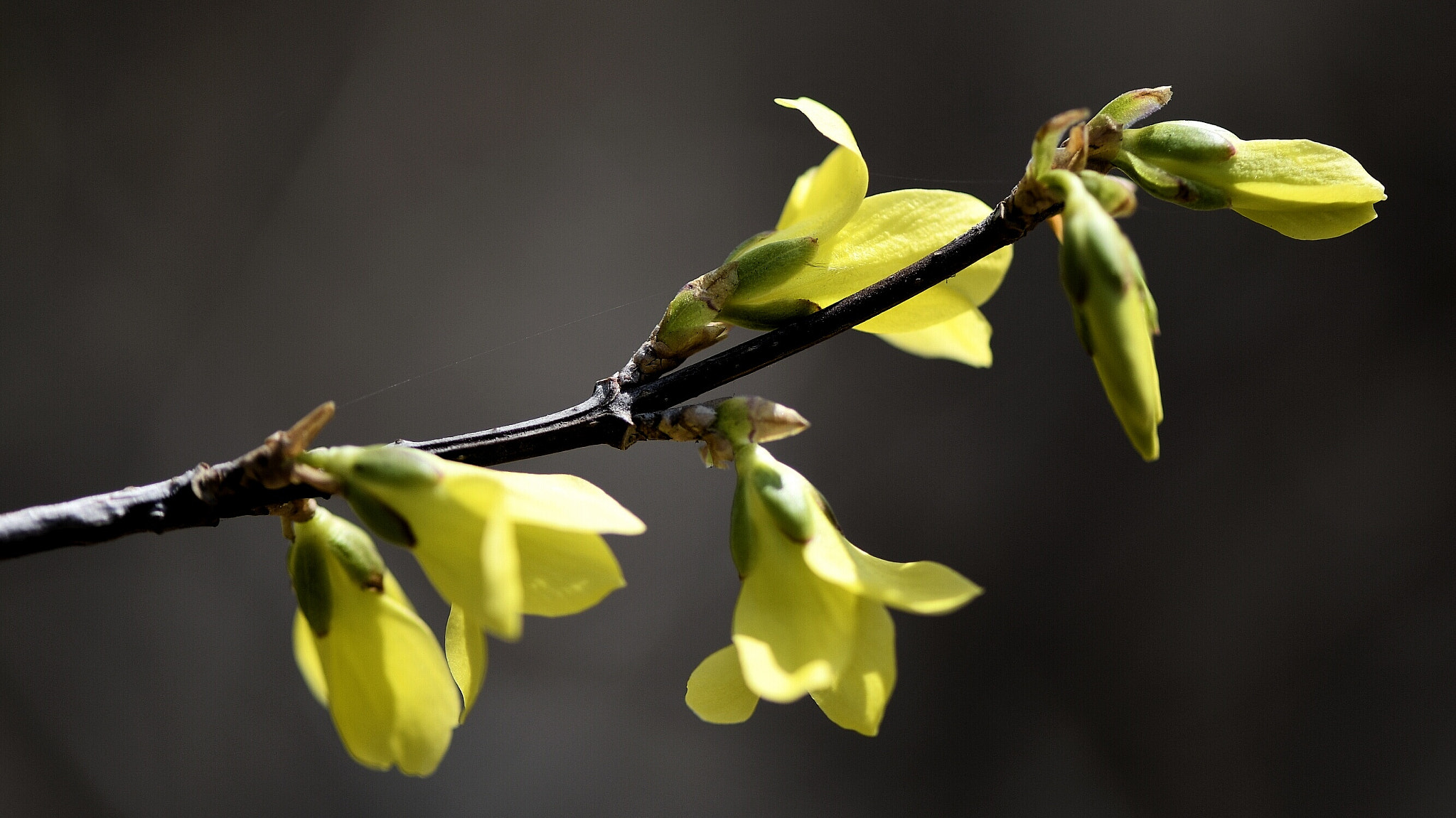 Nikon AF-S Micro-Nikkor 105mm F2.8G IF-ED VR sample photo. Yellow flowers photography